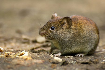 Close-up of a common Vole on a forest floor in its natural habitat