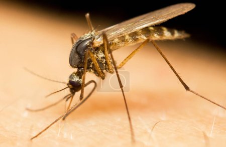 Photo for Macro of a mosquito on a human skin sucking blood - Royalty Free Image