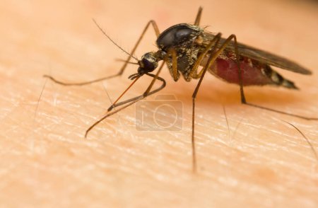 Téléchargez les photos : Macro d'un moustique sur une peau humaine suçant du sang - en image libre de droit