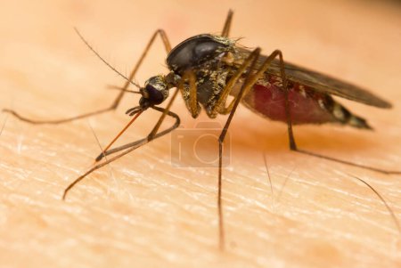 Macro de un mosquito en una piel humana chupando sangre