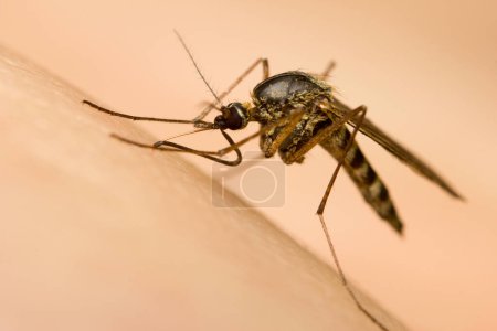 Photo for Macro of a mosquito on a human skin sucking blood - Royalty Free Image