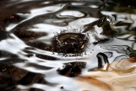 Téléchargez les photos : Macro d'une chute de pluie dans un environnement naturel - en image libre de droit
