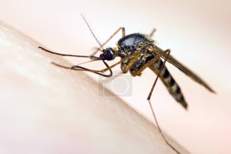 Foto de Macro de un mosquito chupando sangre - Imagen libre de derechos
