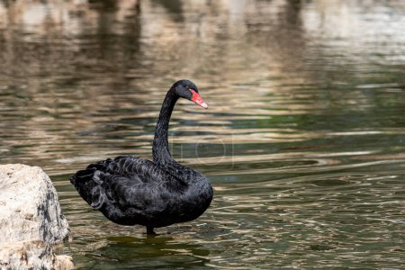 Foto de Un cisne negro con un pico rojo está parado en una pata en la orilla de un estanque. cisne negro está en el agua en una pata - Imagen libre de derechos