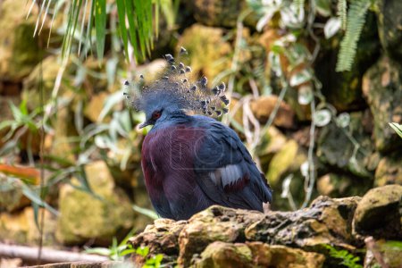 Foto de Un retrato de una paloma coronada. paloma con corona - Imagen libre de derechos