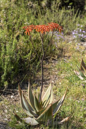 Téléchargez les photos : Aloe Ferox dans le col Seweweekspoort, Klein-karoo, Little Karoo, Western Cape, Afrique du Sud. perroquet assis sur une corde - en image libre de droit