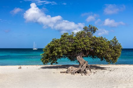 Célèbre arbre Fofoti (Conocarpus erectus) sur Eagle Beach à Aruba. Océan bleu vif et vert émeraude avec voilier en arrière-plan. Ciel nuageux bleu au-dessus. 