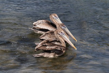 Photo for Closeup of 3 Brown Pelicans (Pelecanus occidentalis) swimming together, on the island of Aruba. - Royalty Free Image