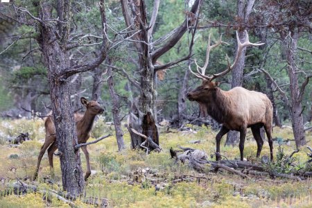 Photo for Rocky Mountain Elk (Cervus elaphus nelsoni) with  young calf, Grand Canyon National park. Male with large antlers walking through the pine forest. - Royalty Free Image