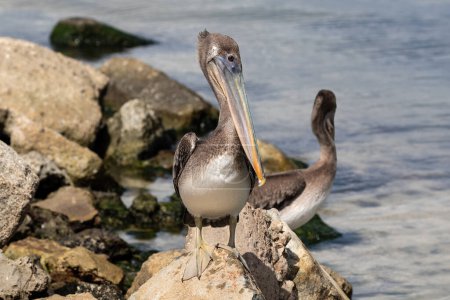Photo for Brown Pelican (Pelecanus occidentalis) on the island of Aruba. Standing on rocks near the shore; water in the background. - Royalty Free Image