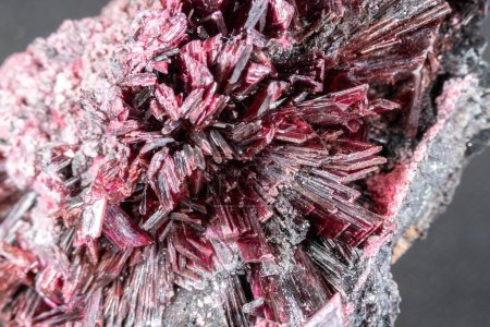 Photo for Closeup of red erythrite bladed crystals from Morocco, on host rock. Gray background. - Royalty Free Image