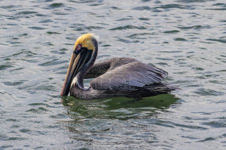 Photo for Brown Pelican (Pelecanus occidentalis) swimming in the ocean on the island of Aruba. Wings partly spread. - Royalty Free Image