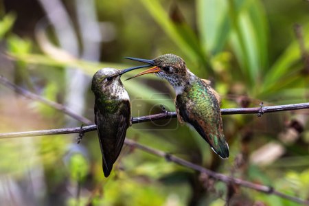 Pair of Anna's Hummingbirds (Calypte anna) perched on branch. Mother is feeding her baby. Laguna Niguel, California. 