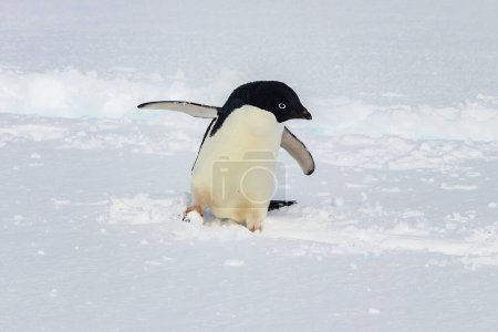 Foto de Pingüino Adelie (Pygoscelis adeliae) nieve de pie, en la Antártida Peniunsula. Las aletas se esparcen, mirando hacia un lado. - Imagen libre de derechos