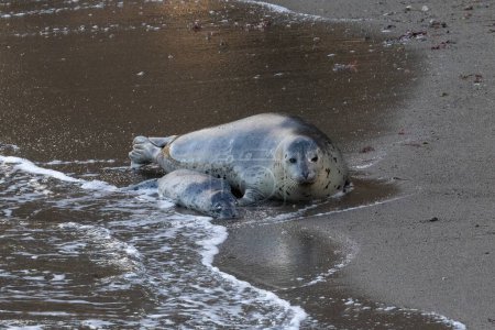 Female Harbor Seal (Phoca vitulina) on beach next to her dead pup, in Monterey, California. Wave washing towards them. 