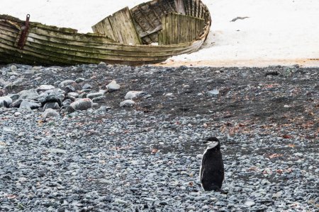 Chinstrap penguin (Pygoscelis antarcticus) standing on a rocky beach in the Antarctic Peninsula. Wrecked boat and snow in the background. 