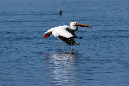 Pelícano Blanco Americano (Pelecanus erythrorhynchos) volando bajo sobre agua azul en Morro Bay, California. Alas extendidas; su reflejo en la superficie. 