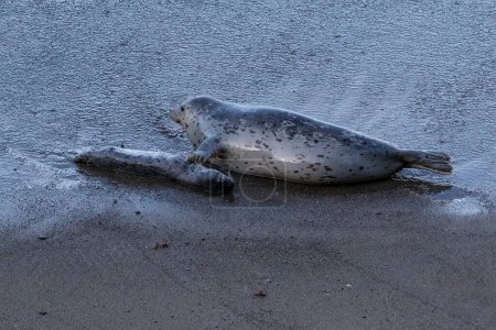 Téléchargez les photos : Phoque commun (Phoca vitulina) sur la plage. Mère avec sa nageoire touchant son bébé mort. Monterey, Californie. - en image libre de droit