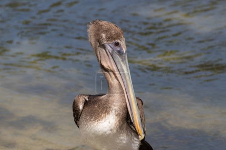 Primer plano de Brown Pelican (Pelecanus occidentalis), en la isla de Aruba. Agua en el fondo. 