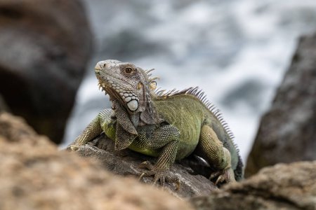 Iguana vert (Iguana iguana) debout sur les rochers, le rivage d'Aruba. Je regarde la caméra. Océan en arrière-plan. 
