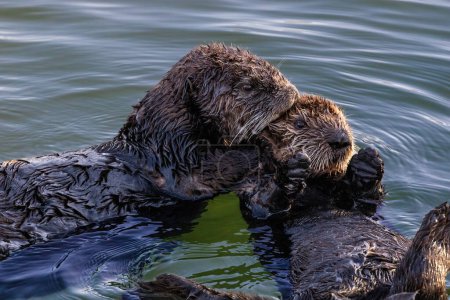 Closeup of pair of sea otters (Enhydra lutris) Floating in ocean at Morro Bay on the California coast. One kissing, one looking at camera 