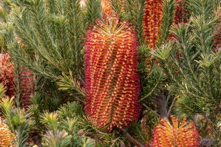 Nahaufnahme, Hairpin Banksia (Banksia Spinulosa), beheimatet in Ostaustralien. Orangefarbene und gelbe Blütenähren; grüne nadelförmige Blätter.