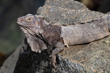 Iguana vert (Iguana iguana) reposant sur un rocher, rivage d'Aruba. Éteindre sa peau.