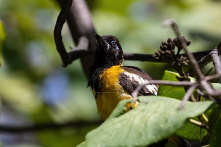 Téléchargez les photos : Closeup, yellow Bananaquit (Coereba flaveola) in tree, on the island of Aruba. Mouth open, calling. - en image libre de droit