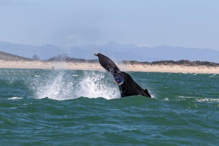 Cola de ballena jorobada (Megaptera novaeangliae) sobre el agua cuando comienza a bucear. Agua que fluye fuera de las canalizaciones. Frente a la costa de Monterey, California. 