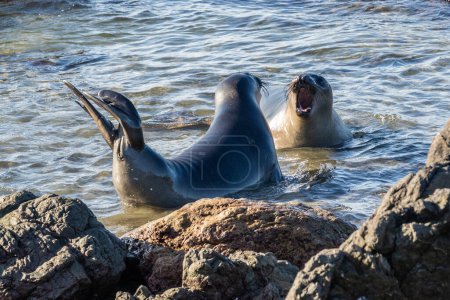 Northern Elephant Seals (Mirounga angustirostris) facing each other in the water near the beach, north of Cambria, California.  One with flippers raised; one with mouth open, calling. 