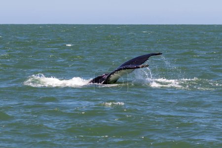 Schwanz eines Buckelwals (Megaptera novaeangliae) über dem Wasser, während er zu tauchen beginnt. Wasser strömt aus den Egeln. Vor der Küste von Monterey, Kalifornien. 