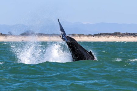 Cola de ballena jorobada (Megaptera novaeangliae) sobre el agua cuando comienza a bucear. Agua que fluye fuera de las canalizaciones. Frente a la costa de Monterey, California. 
