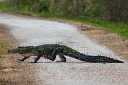 Amerikanischer Alligator (Alligator mississippiensis) überquert einen Fußweg in der Nähe eines Sees in Orlando, Florida. 