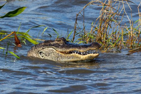 Closeup of American alligator (Alligator mississippiensis) head in water, swimming in lake near Orlando, Florida. 