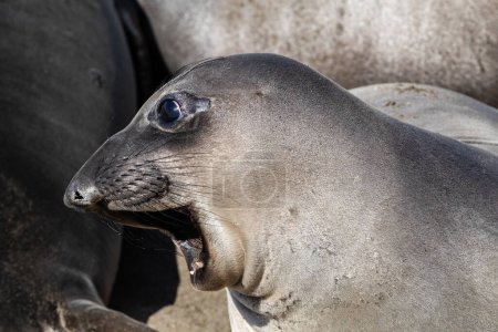 Closeup, Northern Elephant seal (Mirounga angustirostris) in Cambria, California. Looking to side, mouth open.