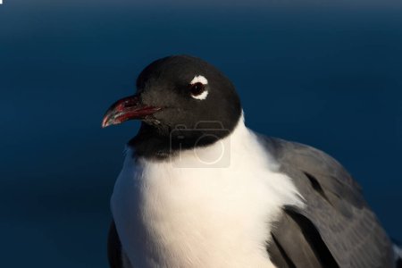 Closeup of Laughing Gull (Leucophaeus atricilla) in Aruba; breeding adult. Black head, facing camera. Blue background.  