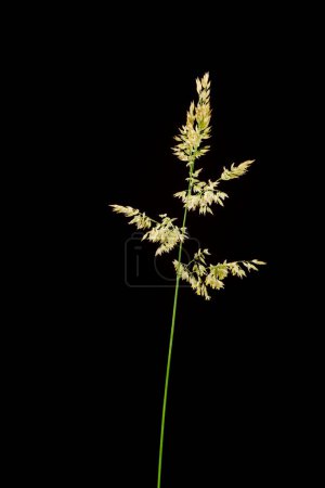 Téléchargez les photos : Studio vue rapprochée de l'herbe à miel laineuse (Holcus lanatus) avec tige et épi isolés sur fond noir. - en image libre de droit