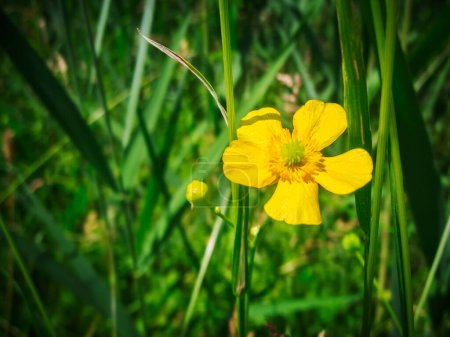 Photo for Close-up view of a yellow rockrose (Helianthemum nummularium) in a blurred natural setting. - Royalty Free Image