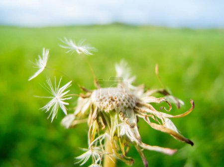Téléchargez les photos : Vue macro d'une fleur de pissenlit avec des graines soufflées sur une prairie verte floue. - en image libre de droit