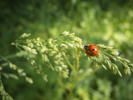 Nahaufnahme eines einzigen Siebenpunkt-Marienkäfers (lateinisch: Coccinella septempunctata) auf einer Grasrispe vor einem verschwommenen natürlichen grünen Hintergrund.