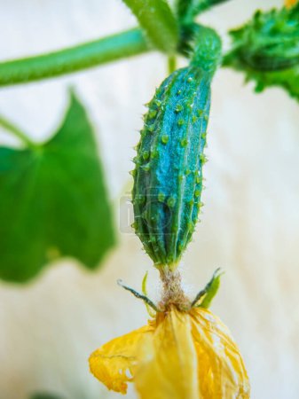 Close view of a snake cucumber with yellow flowers in the early growth stage.