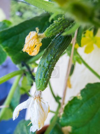Close view of two snake cucumbers with yellow flowers in the very early growth stage.