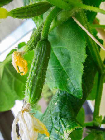 Close-up view of three snake cucumbers with flowers in the very early stage of growth.
