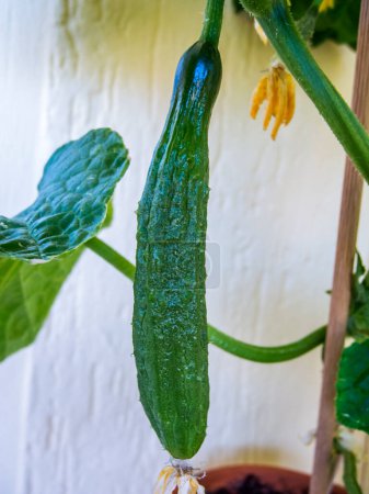 Nahaufnahme einer mittelreifen Schlangengurke mit getrockneten Blüten am Stiel einer Topfpflanze.