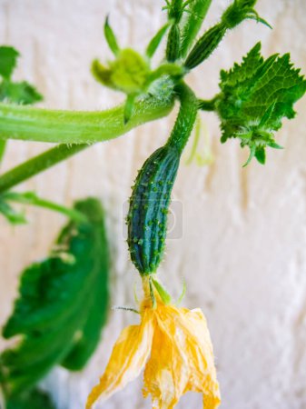 Close up view of a snake cucumber with yellow flowers in the very early stage of growth.