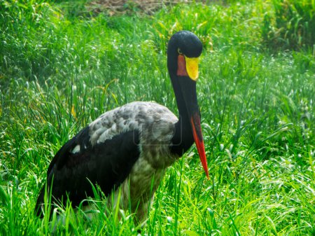 Lateral close-up view of a saddle-billed stork (lat: Ephippiorhynchus senegalensis) between grass plants.