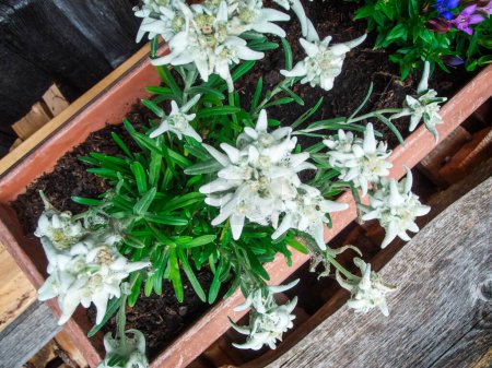 Alpine edelweiss (lat: Leontopodium nivale subsp. alpinum) in top view of a balcony box on a wooden hut in South Tyrol Bavaria