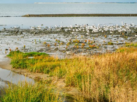 Landscape view over the salt marshes on the Wadden Sea in Lower Saxony with a view of a flock of sitting, foraging seagulls in the outgoing tide.