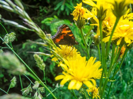 Vista de cerca de una pequeña mariposa zorro (latín: Aglais urticae) sentada en una flor del paraguas hawkweed (latín: Hieracium umbellatum) con alas plegadas en verano en Brandeburgo.