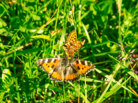 Photo for Close-up view of an Emperor's Mantle butterfly (Latin: Argynnis paphia) and a Lesser Fox butterfly (Latin: Aglais urticae) touching each other between grasses. - Royalty Free Image